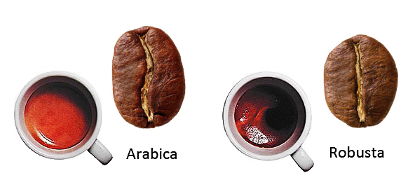 Arabica - Robusta