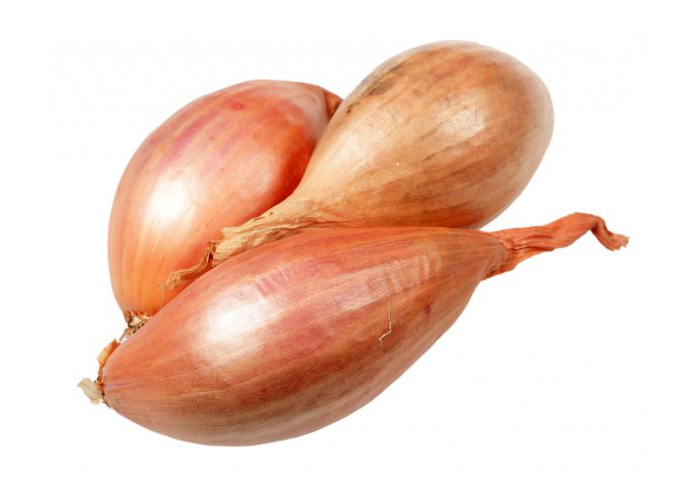 SHALLOT definition in American English